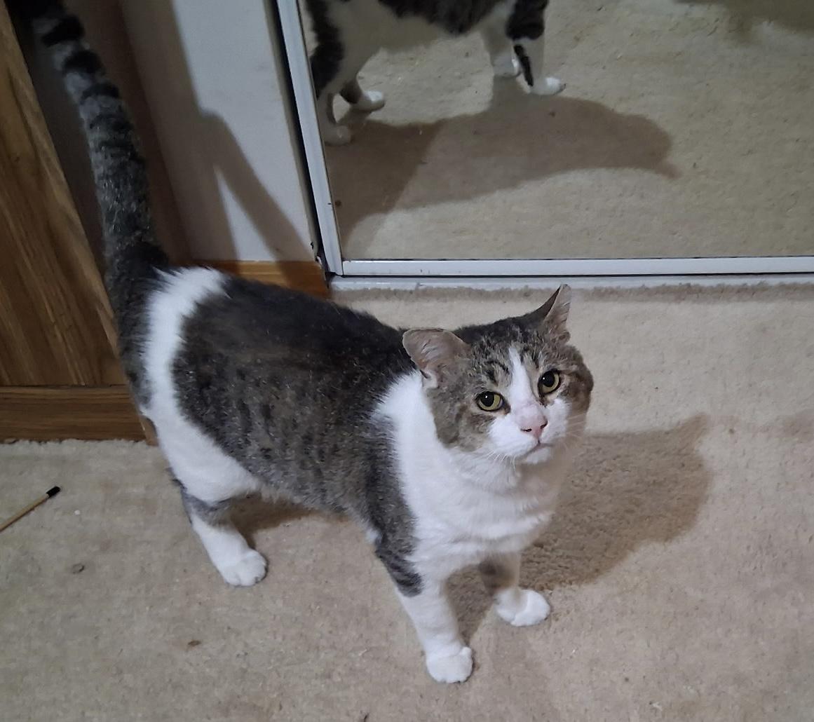 Marcus Walker, a ADOPTABLE Domestic Short Hair in Crown Point, IN image 2/3
