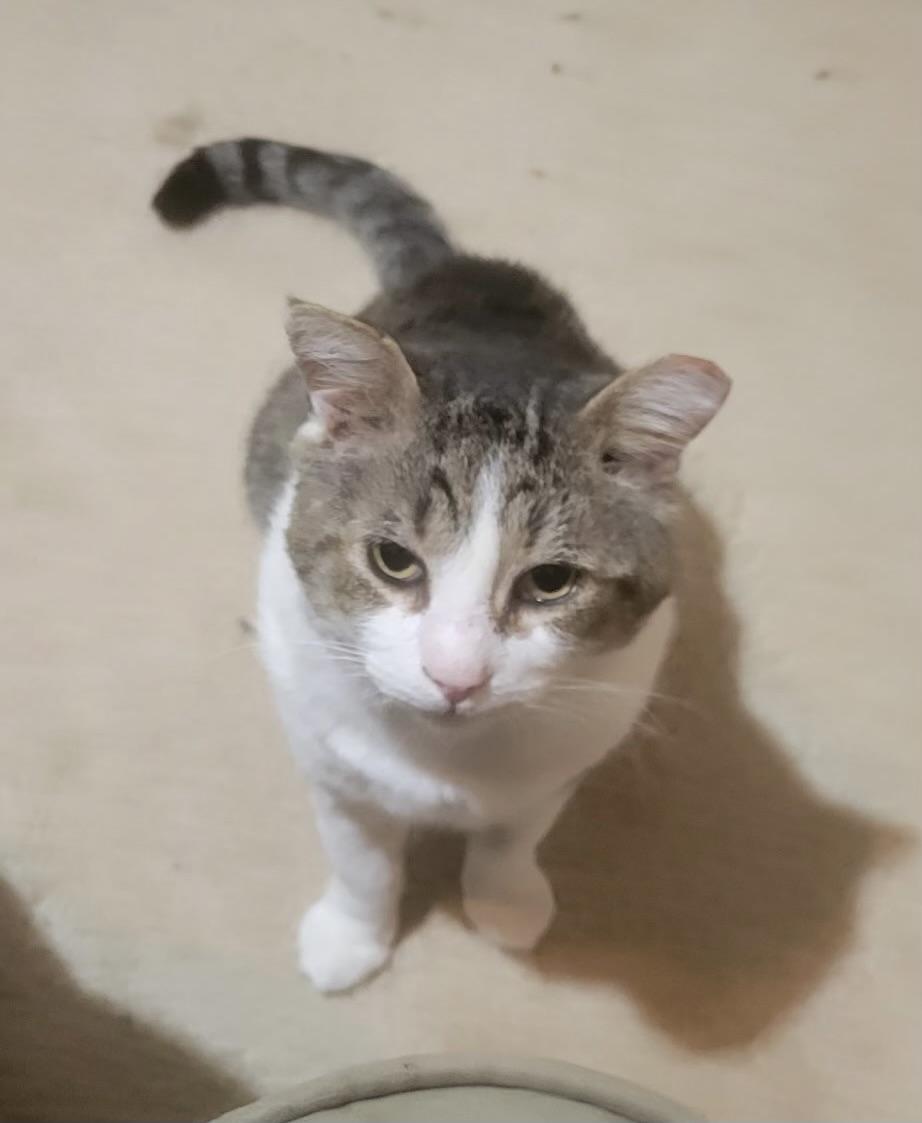 Marcus Walker, a ADOPTABLE Domestic Short Hair in Crown Point, IN image 3/3