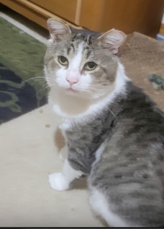 Marcus Walker, ADOPTABLE, Adult Male Domestic Short Hair.