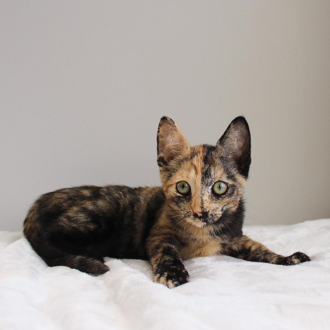 Enlarge Gypsy, a Adopted Tortoiseshell in Wayne, NJ image 2/3
