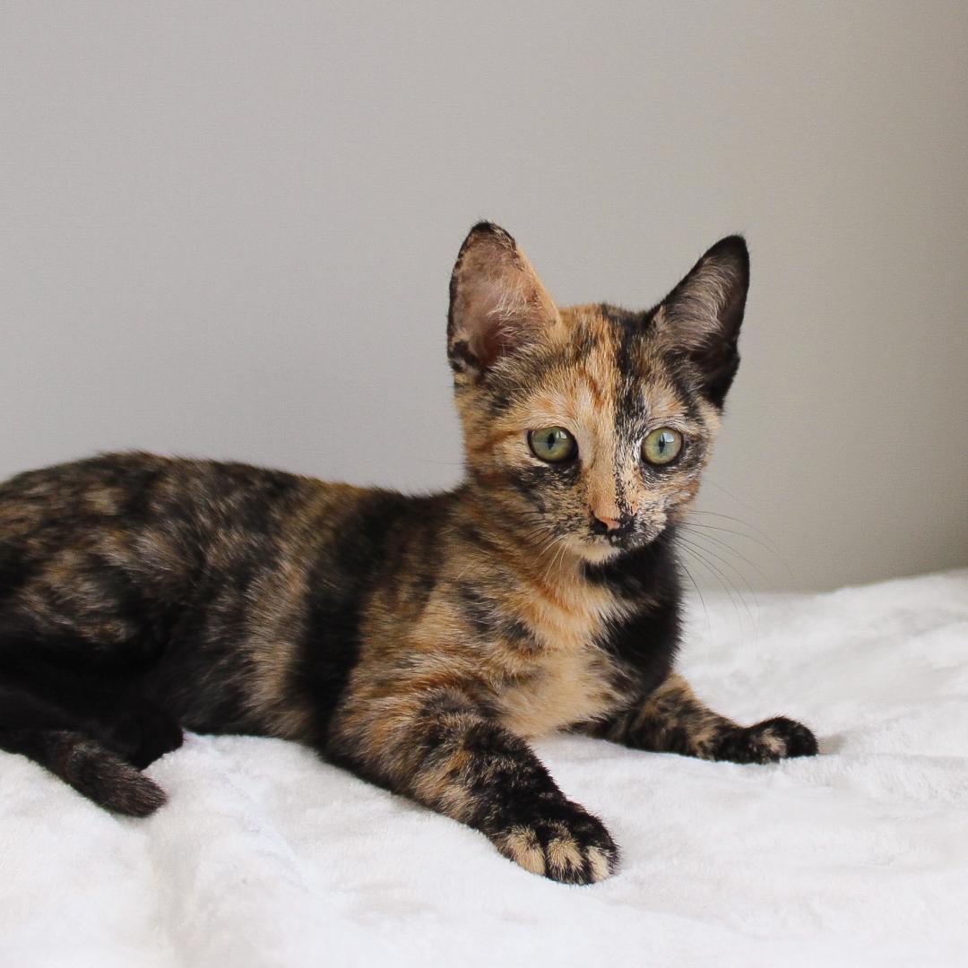 Enlarge Gypsy, a Adopted Tortoiseshell in Wayne, NJ image 3/3