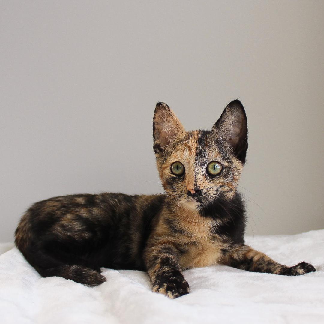 Enlarge Gypsy, a Adopted Tortoiseshell in Wayne, NJ image 1/3