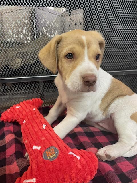 Hazel, Adoptable, Puppy Female Jack Russell Terrier & Boxer.
