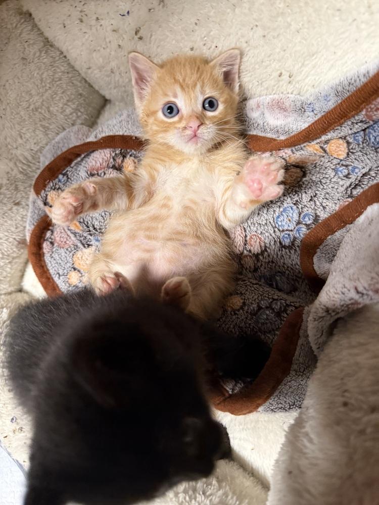 Maverick, Adoptable, Kitten Male Domestic Short Hair.