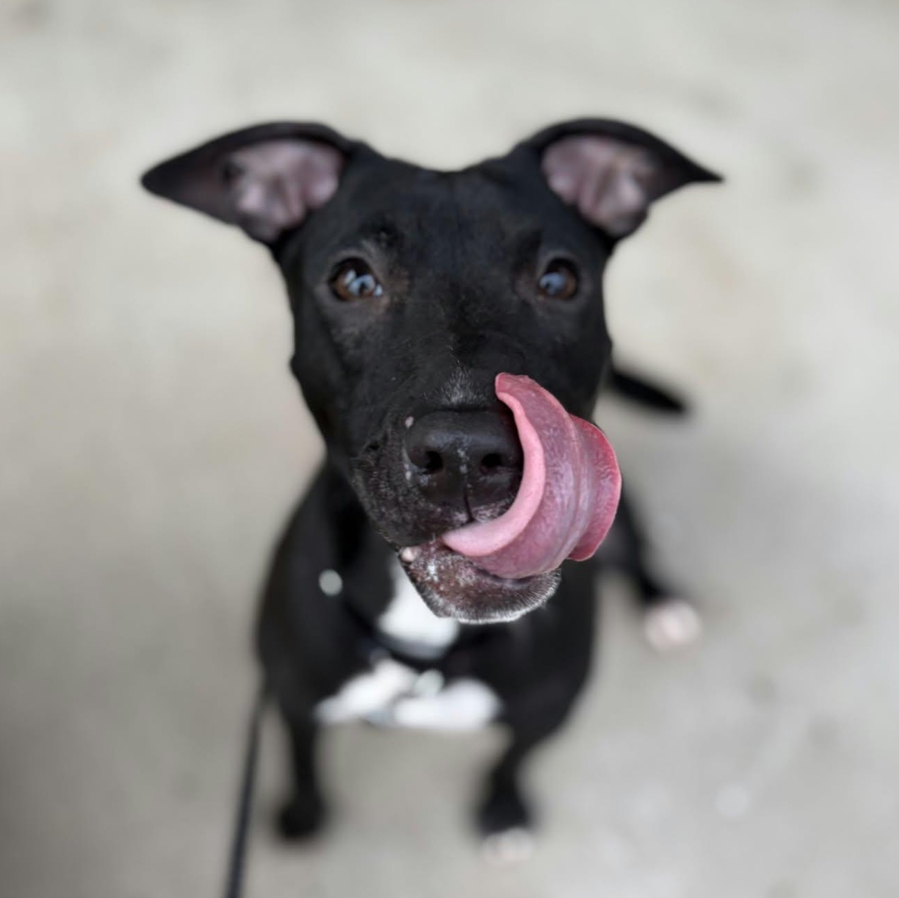 Enlarge Starlight, a Adoptable Terrier in North Syracuse, NY image 2/2