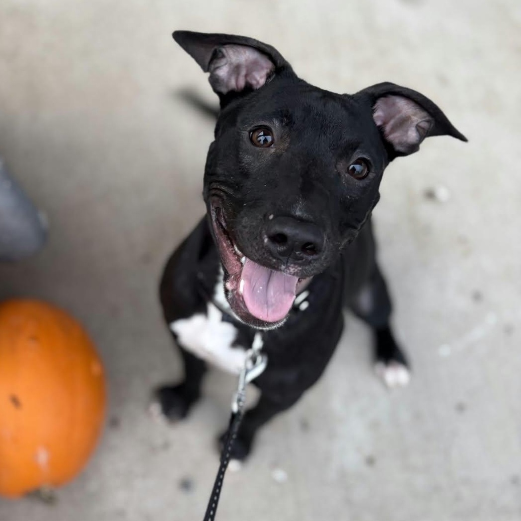Starlight, Adoptable, Puppy Female Terrier.