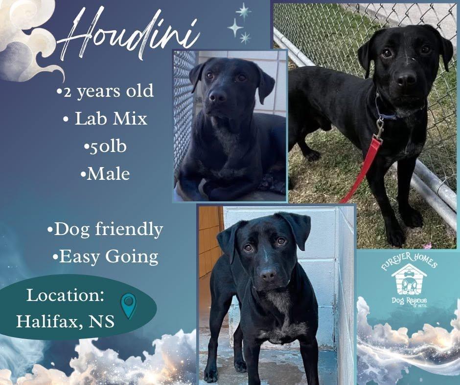 Houdini, Adoptable, Young Male Black Labrador Retriever.