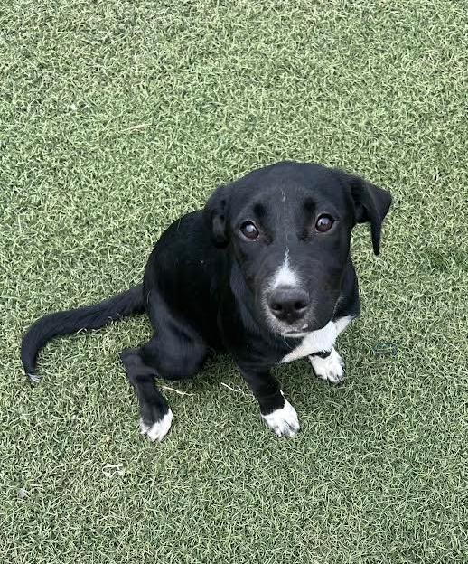 Shoei, Adopted, Young Female Black Labrador Retriever.