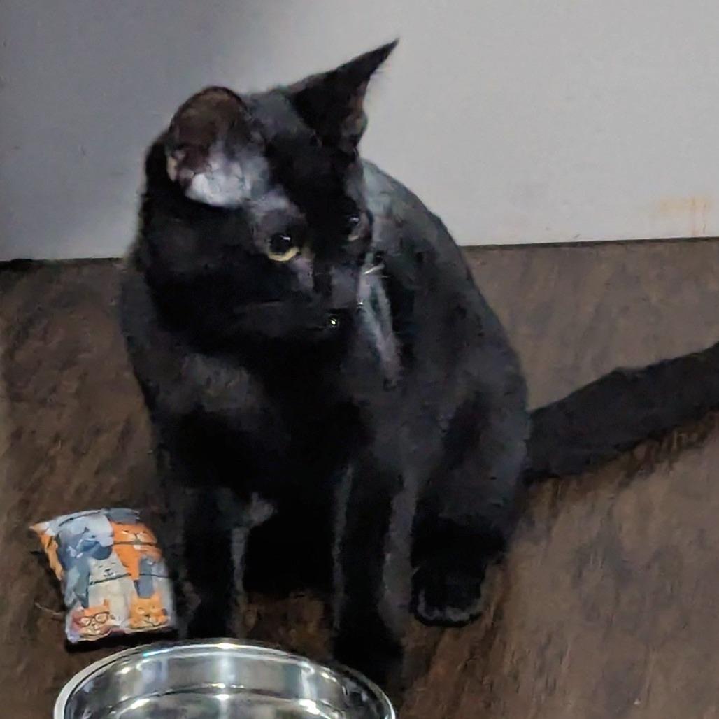 Casper, a Adoptable Domestic Short Hair in Traverse City, MI image 1/5