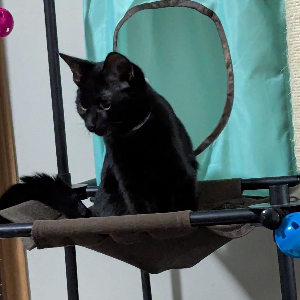 Casper, a Adoptable Domestic Short Hair in Traverse City, MI image 2/5