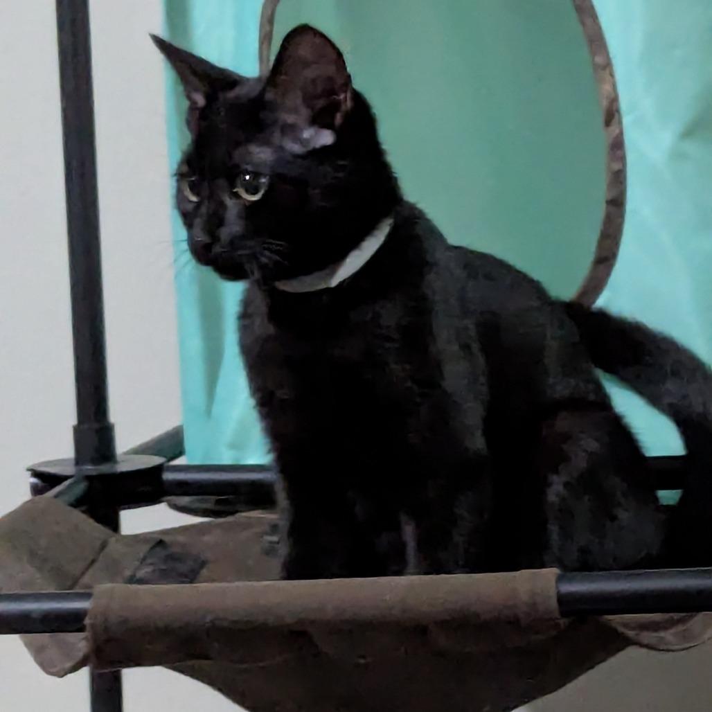 Casper, a Adoptable Domestic Short Hair in Traverse City, MI image 3/5