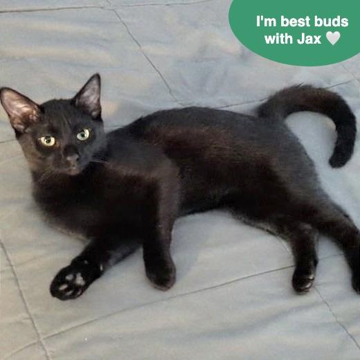 Enlarge Casper, a Adoptable Domestic Short Hair in Traverse City, MI image 3/6
