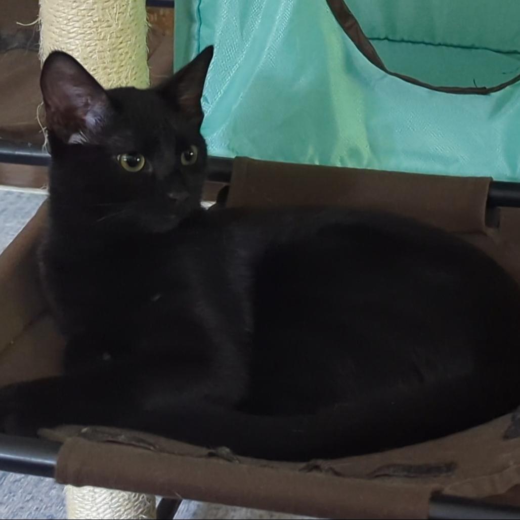 Casper, a Adoptable Domestic Short Hair in Traverse City, MI image 4/5