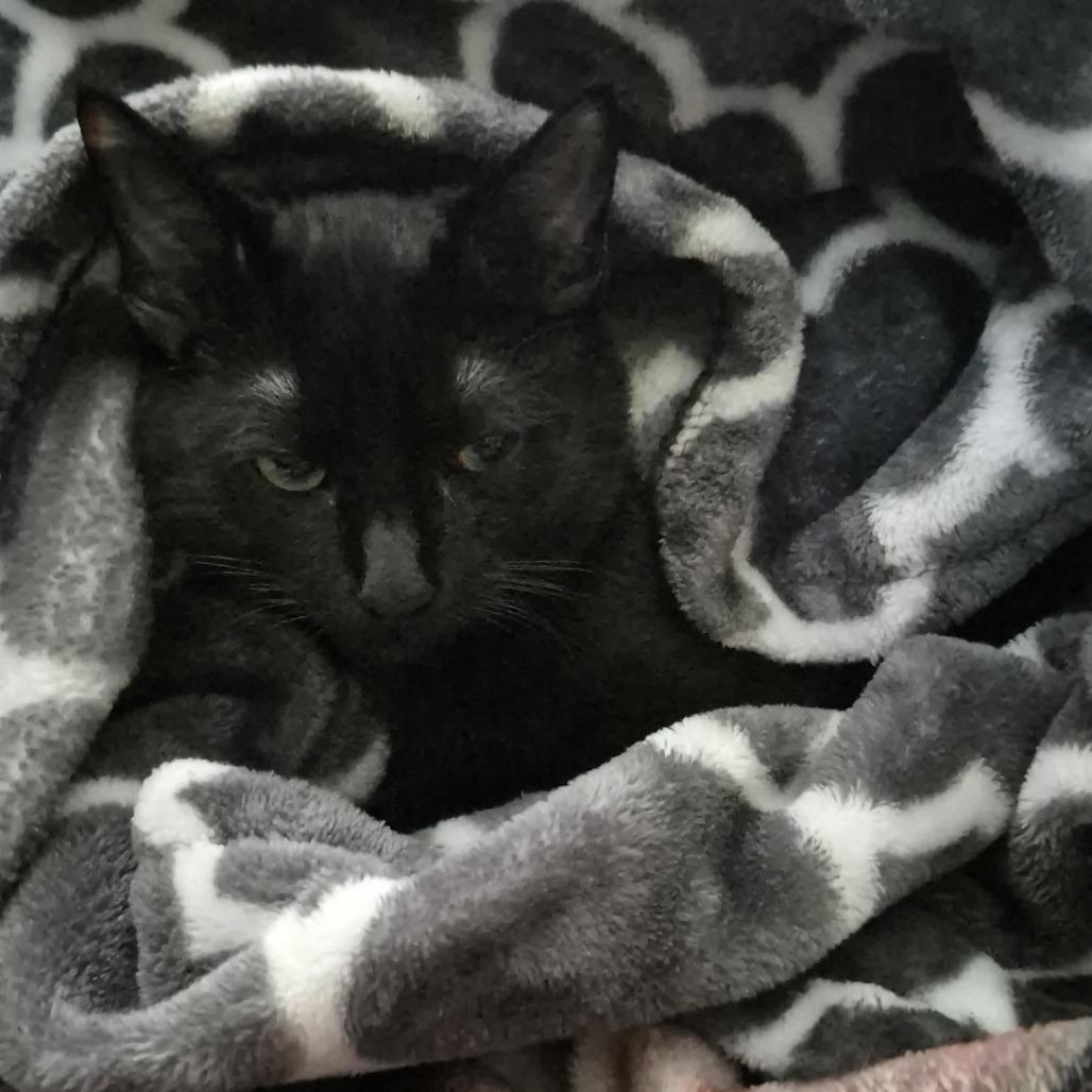 Casper, a Adoptable Domestic Short Hair in Traverse City, MI image 5/5