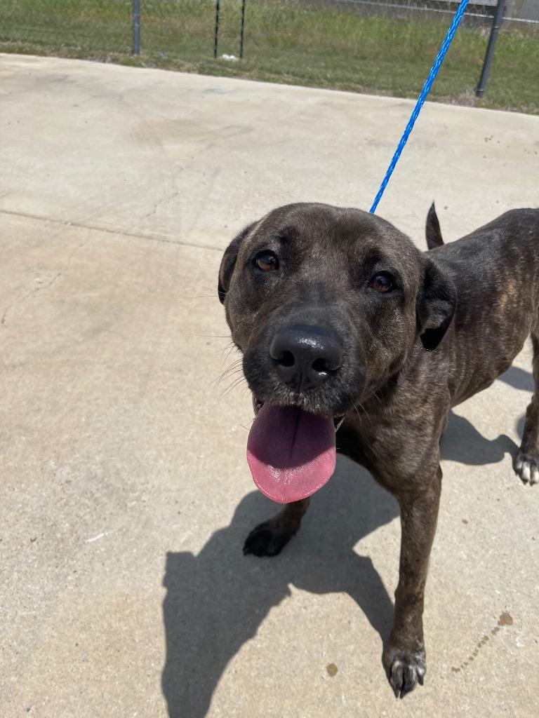 Brindy, Adoptable, Young Female Pit Bull Terrier & Mixed Breed.