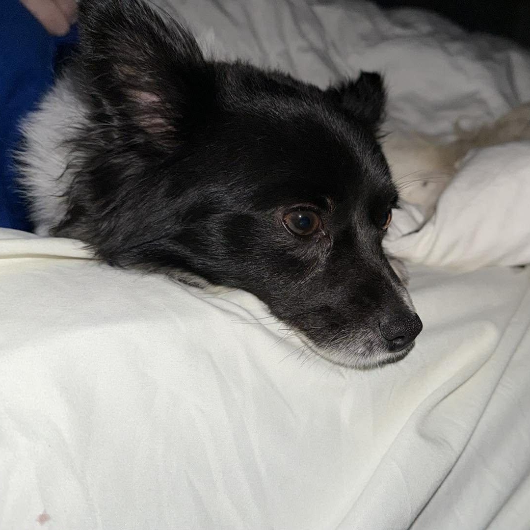Enlarge Lenny ~ in foster care , an adopted Papillon in Minooka, IL image 2/2
