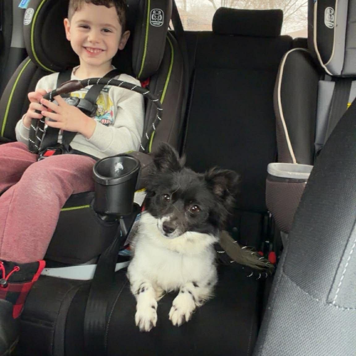 Lenny ~ in foster care , adopted, Adult Male Papillon.