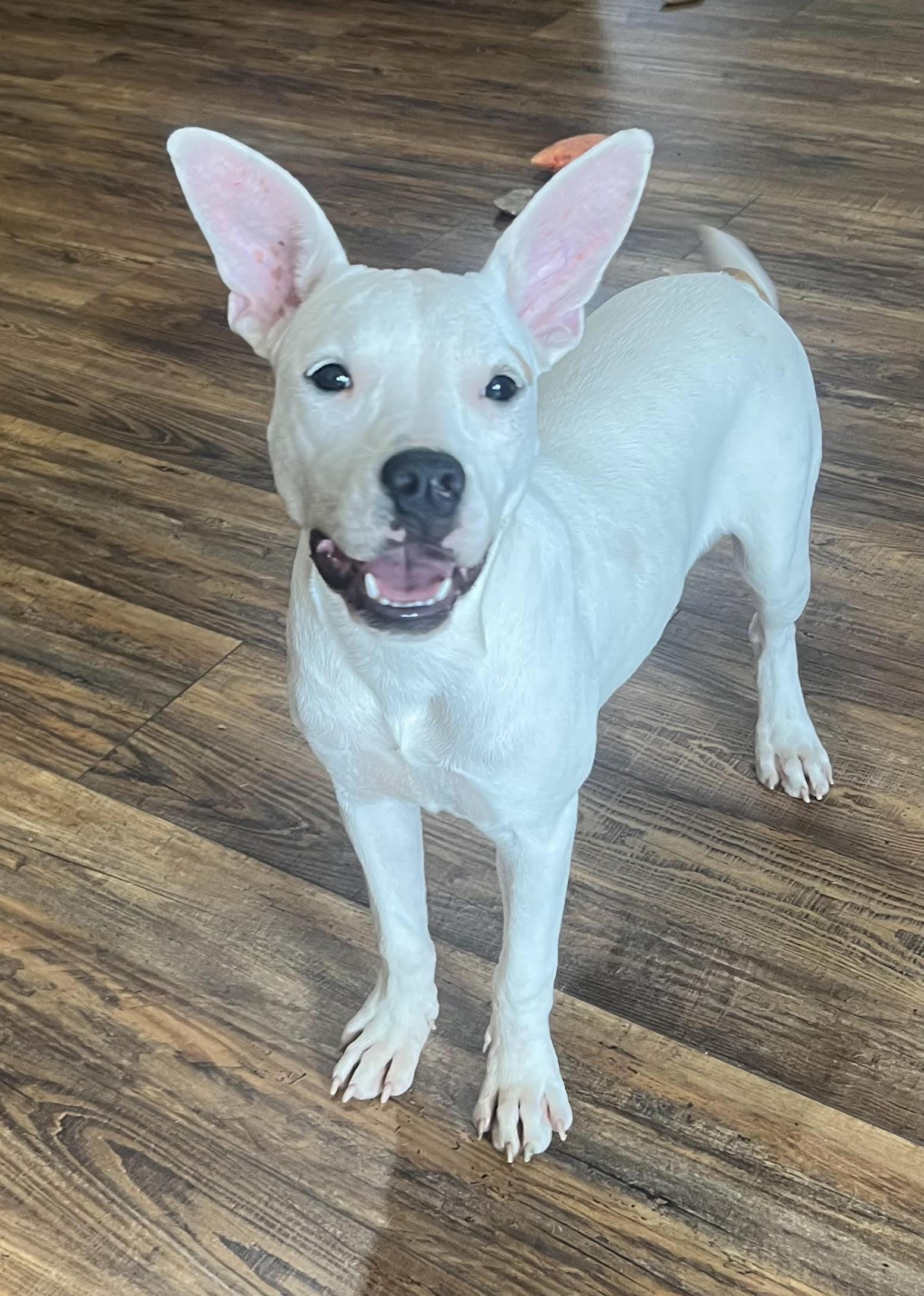 Enlarge Lulu - Come Meet Me, a ADOPTABLE mixed breed in Medfield, MA image 2/2