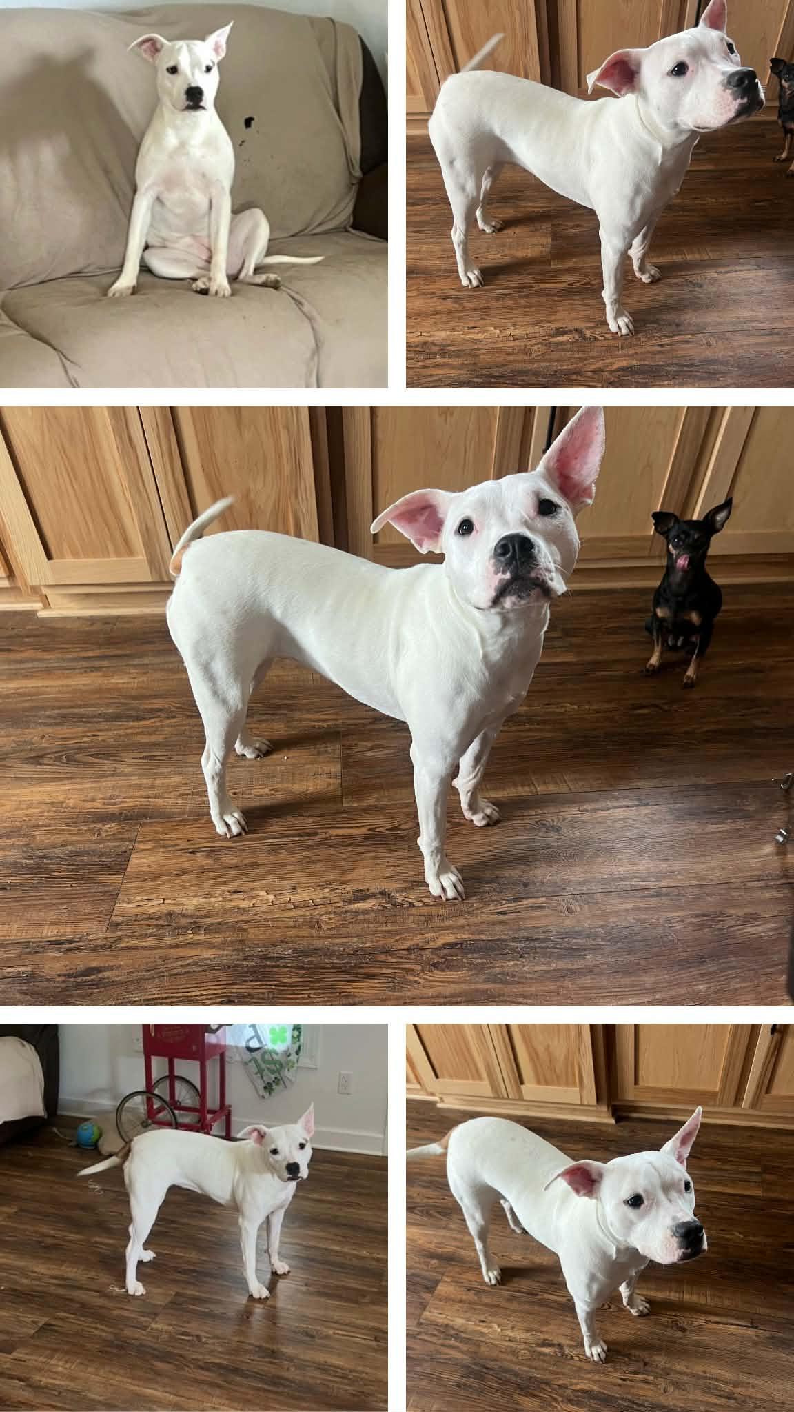 Lulu - Come Meet Me, ADOPTABLE, Young Female American Staffordshire Terrier & Labrador Retriever.