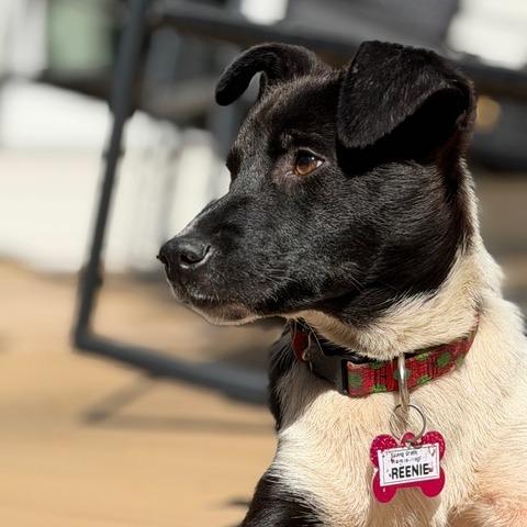 Enlarge Reenie, a Adoptable Retriever in Wake Forest, NC image 1/6