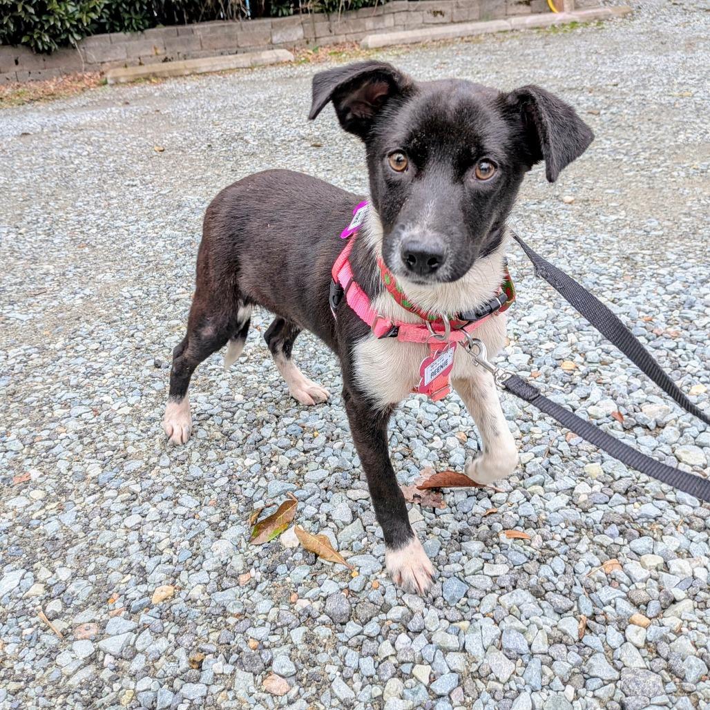 Enlarge Reenie, a Adoptable Retriever in Wake Forest, NC image 2/6