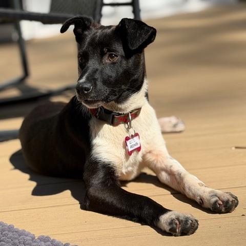 Enlarge Reenie, a Adoptable Retriever in Wake Forest, NC image 3/6