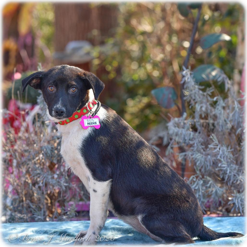 Enlarge Reenie, a Adoptable Retriever in Wake Forest, NC image 5/6