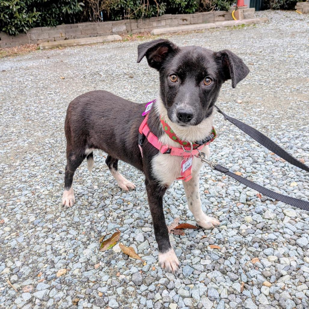 Enlarge Reenie, a Adoptable Retriever in Wake Forest, NC image 6/6