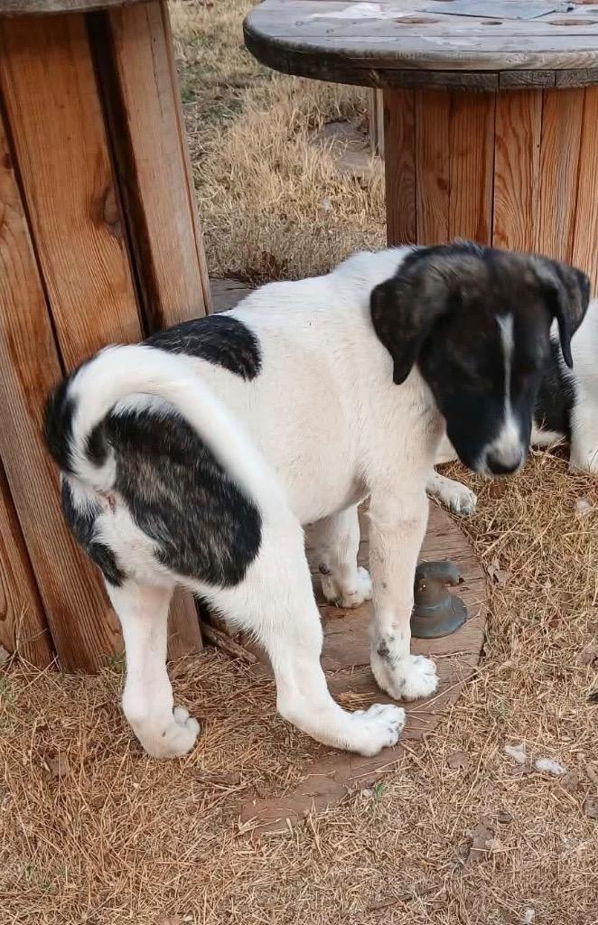 Enlarge Barron, a Adoptable mixed breed in North Syracuse, NY image 1/1