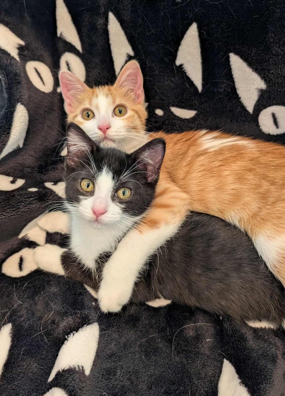 Nemo