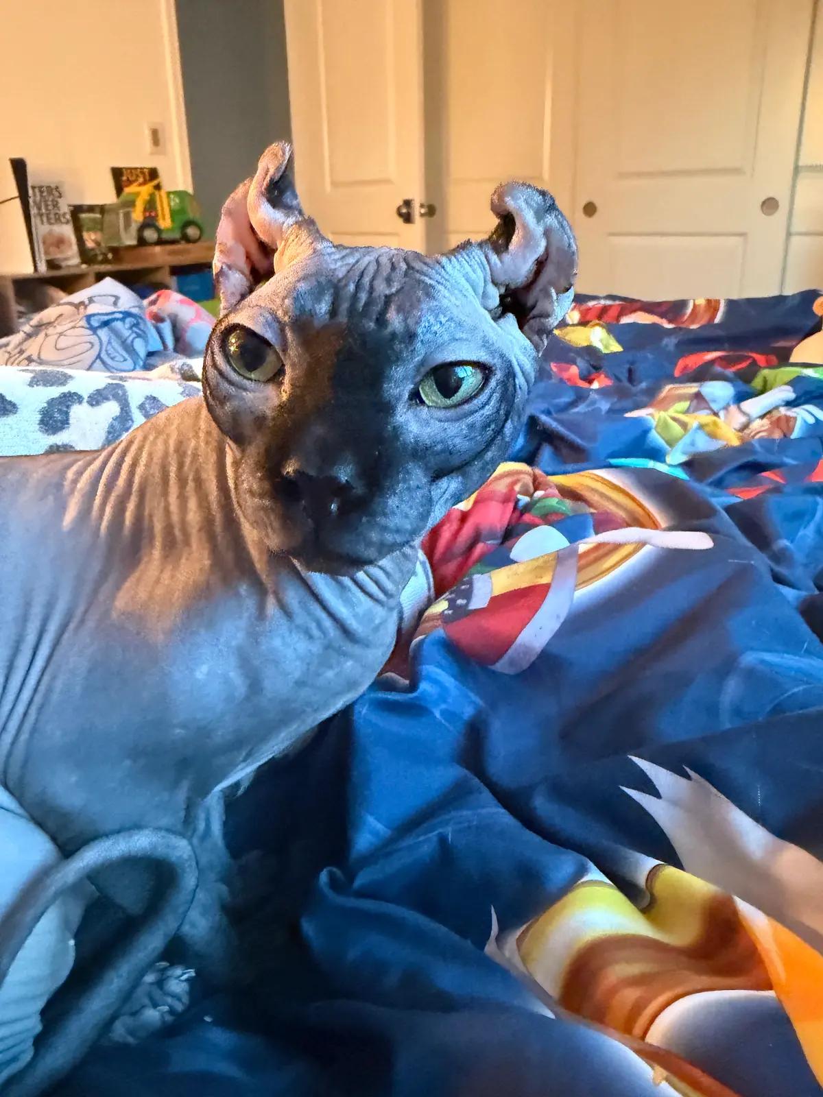 Enlarge Rue, a Adopted Sphynx / Hairless Cat in Los Angeles, CA image 4/6