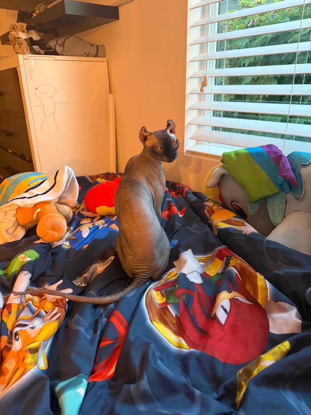 Enlarge Rue, a Adopted Sphynx / Hairless Cat in Los Angeles, CA image 3/6