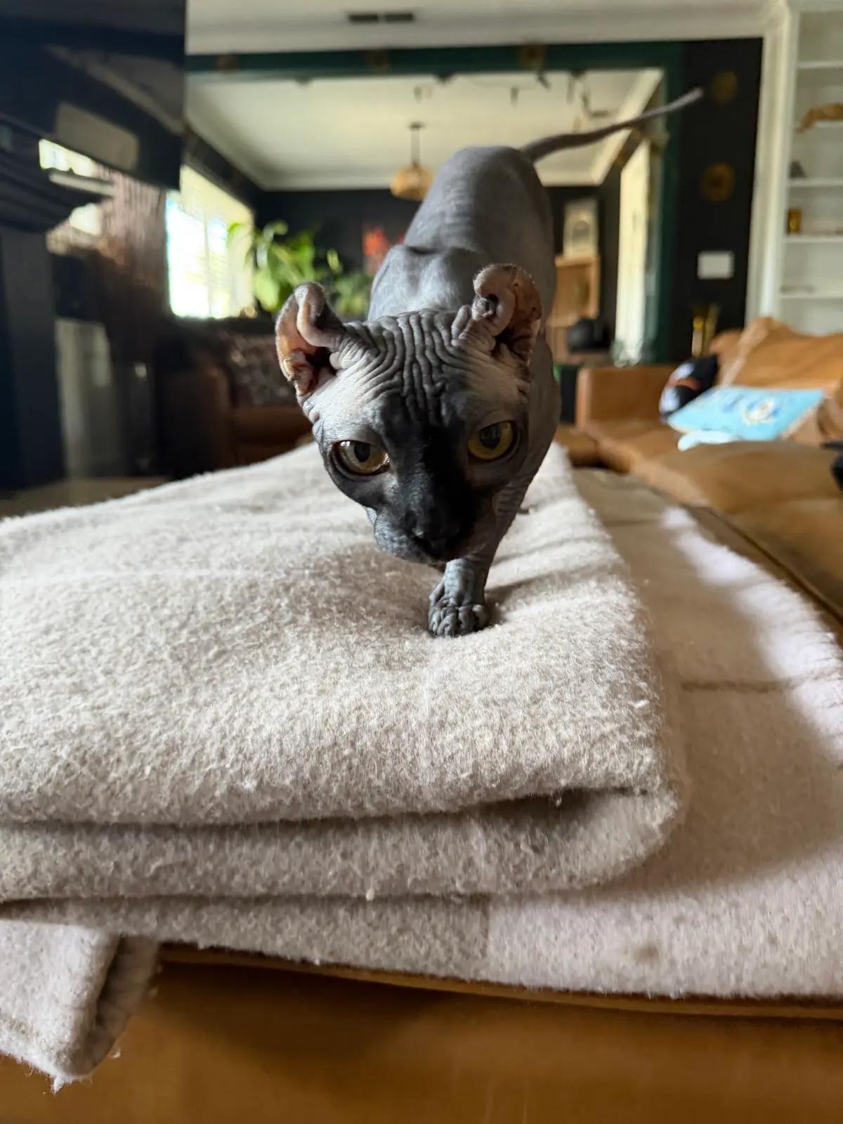 Enlarge Rue, a Adopted Sphynx / Hairless Cat in Los Angeles, CA image 6/6