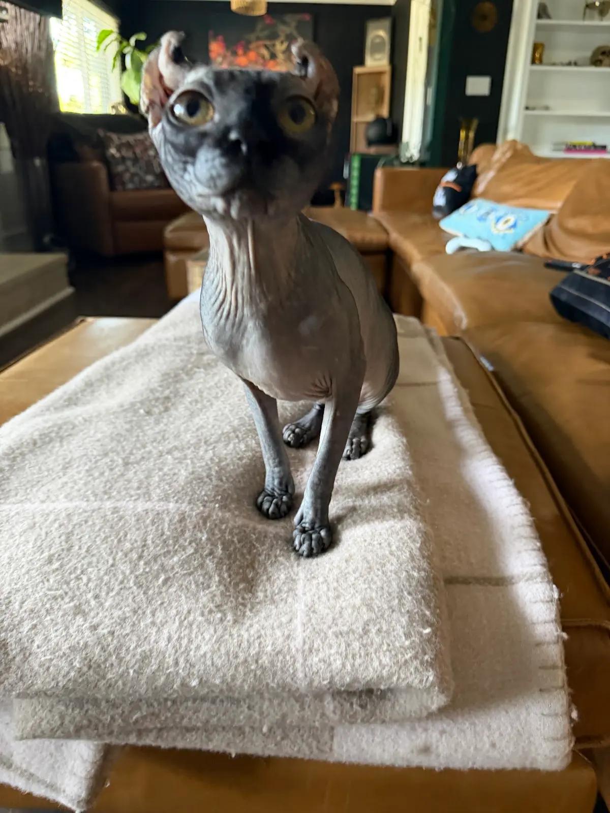 Enlarge Rue, a Adopted Sphynx / Hairless Cat in Los Angeles, CA image 1/6