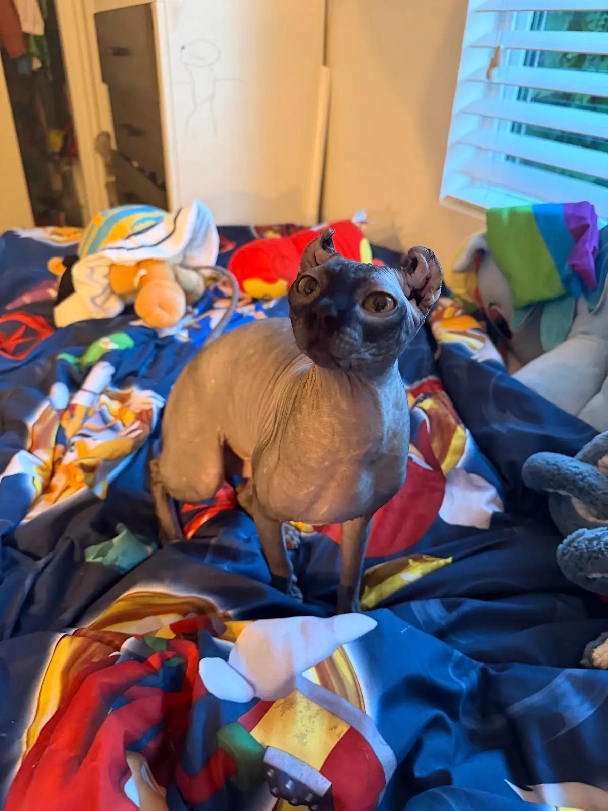Enlarge Rue, a Adopted Sphynx / Hairless Cat in Los Angeles, CA image 2/6