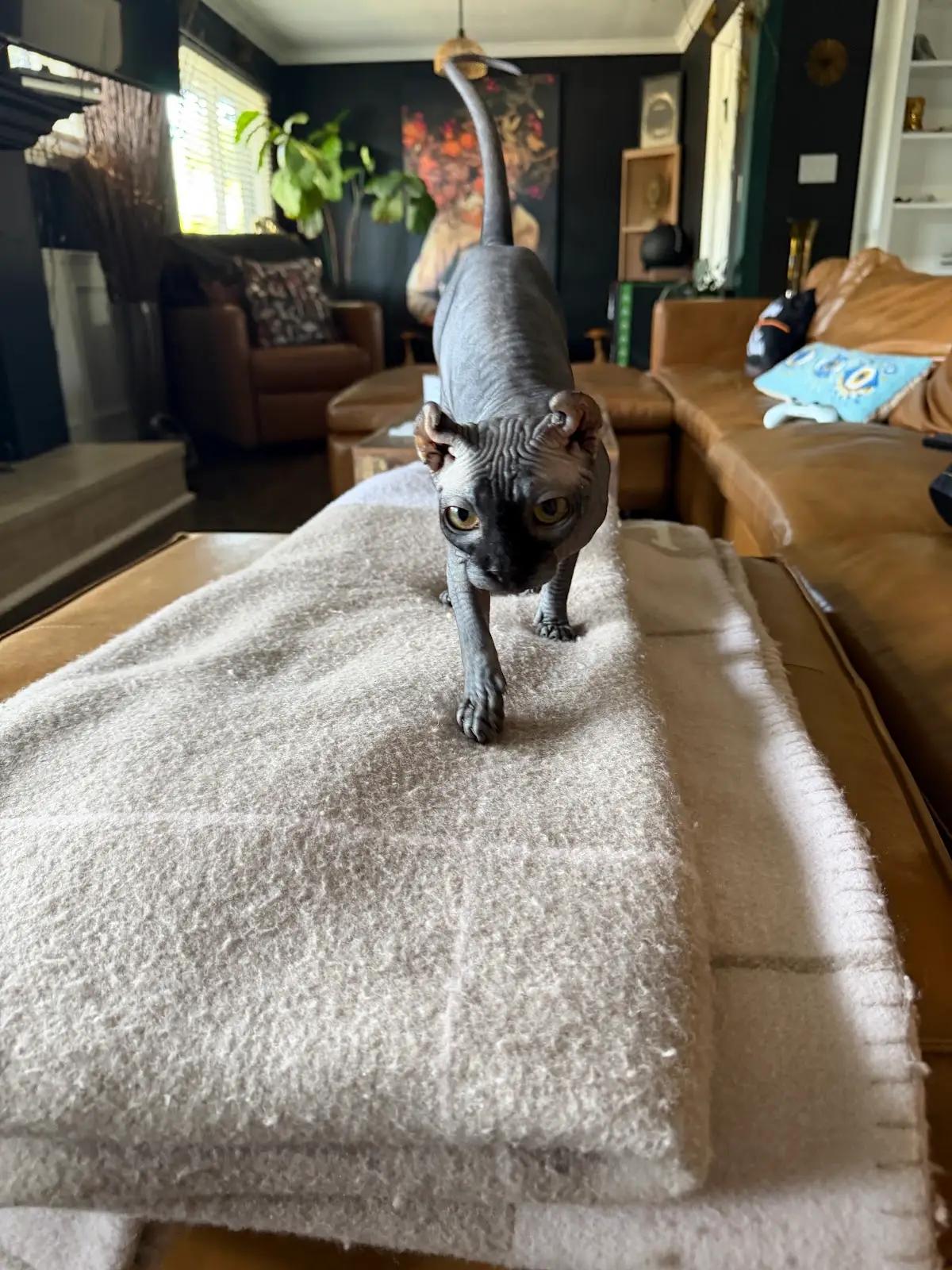 Enlarge Rue, a Adopted Sphynx / Hairless Cat in Los Angeles, CA image 5/6