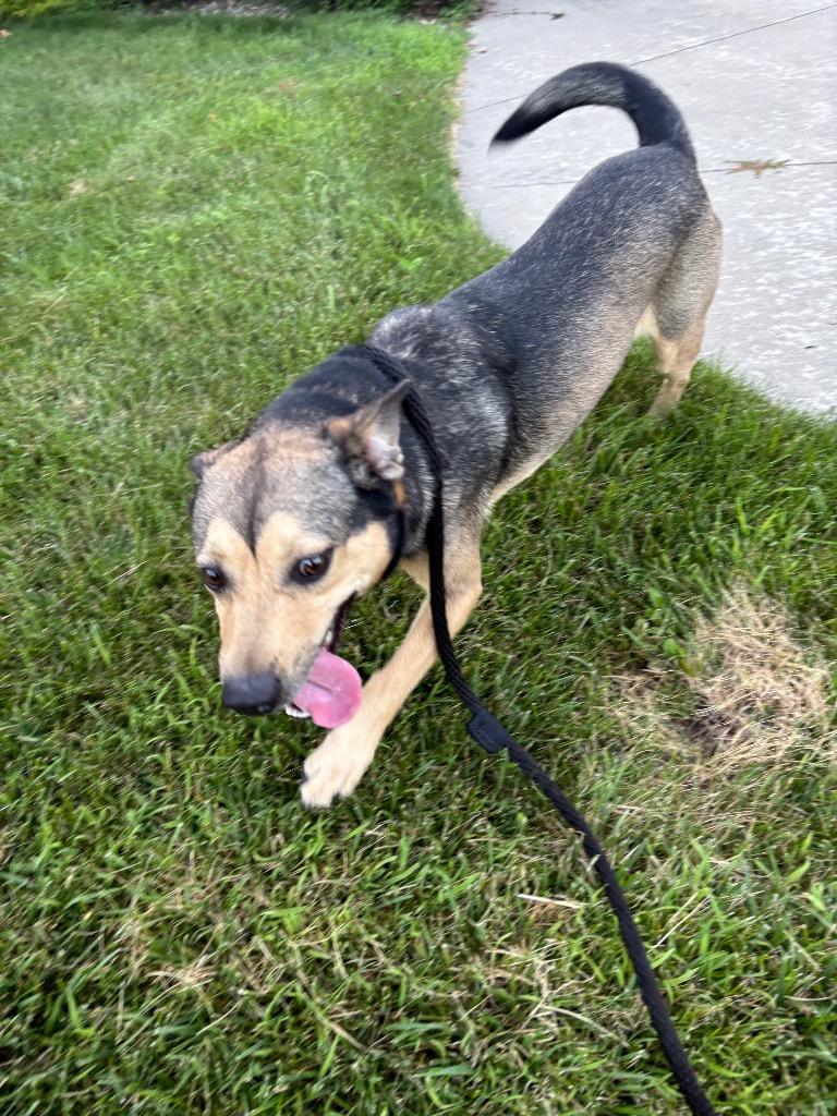 Scooby, Adoptable, Adult Male Mixed Breed.