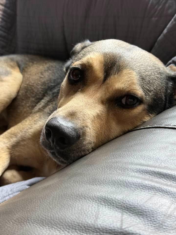Enlarge Scooby, a Adoptable mixed breed in Charlotte, MI image 2/3