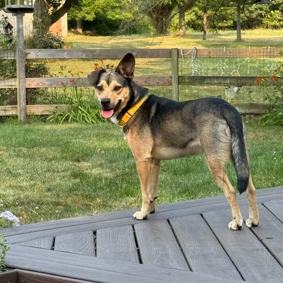 Enlarge Scooby, a Adoptable mixed breed in Charlotte, MI image 3/3