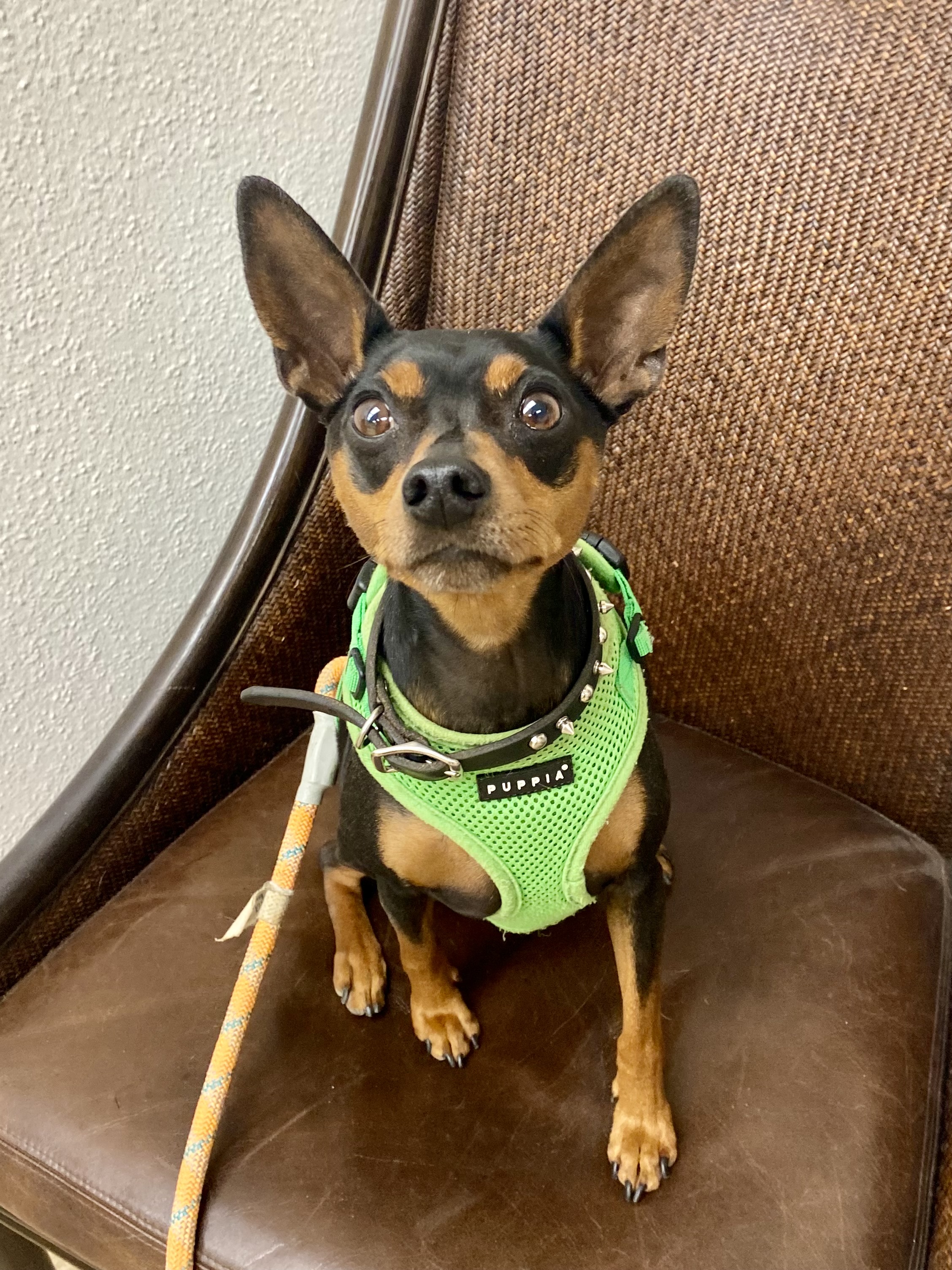 DOB 462019 Weight 15 Peanut was owner surrendered He came in morbidly obese and has spent the 
