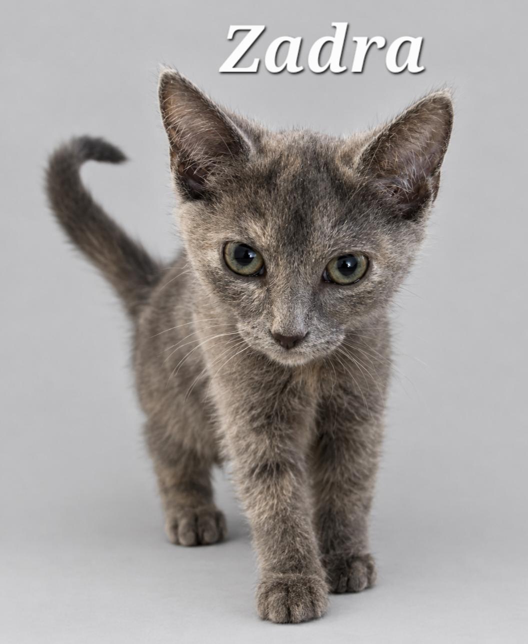 Enlarge Zadra, a Adoptable Dilute Tortoiseshell in Cranberry Township, PA image 1/1