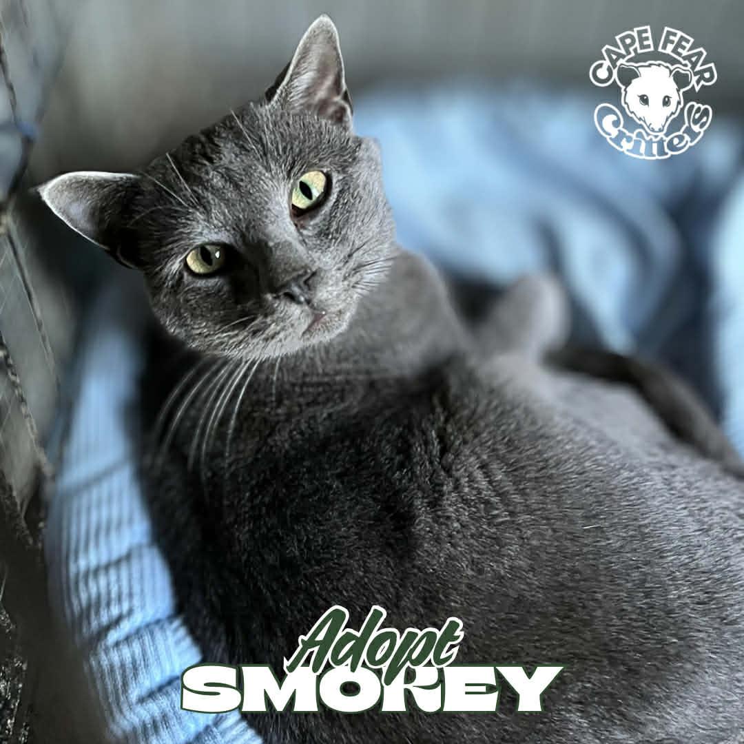 Smokey, an adopted Russian Blue in Wilmington, NC image 1/3