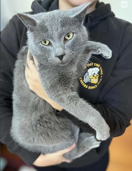 Smokey, an adopted Russian Blue in Wilmington, NC image 3/3