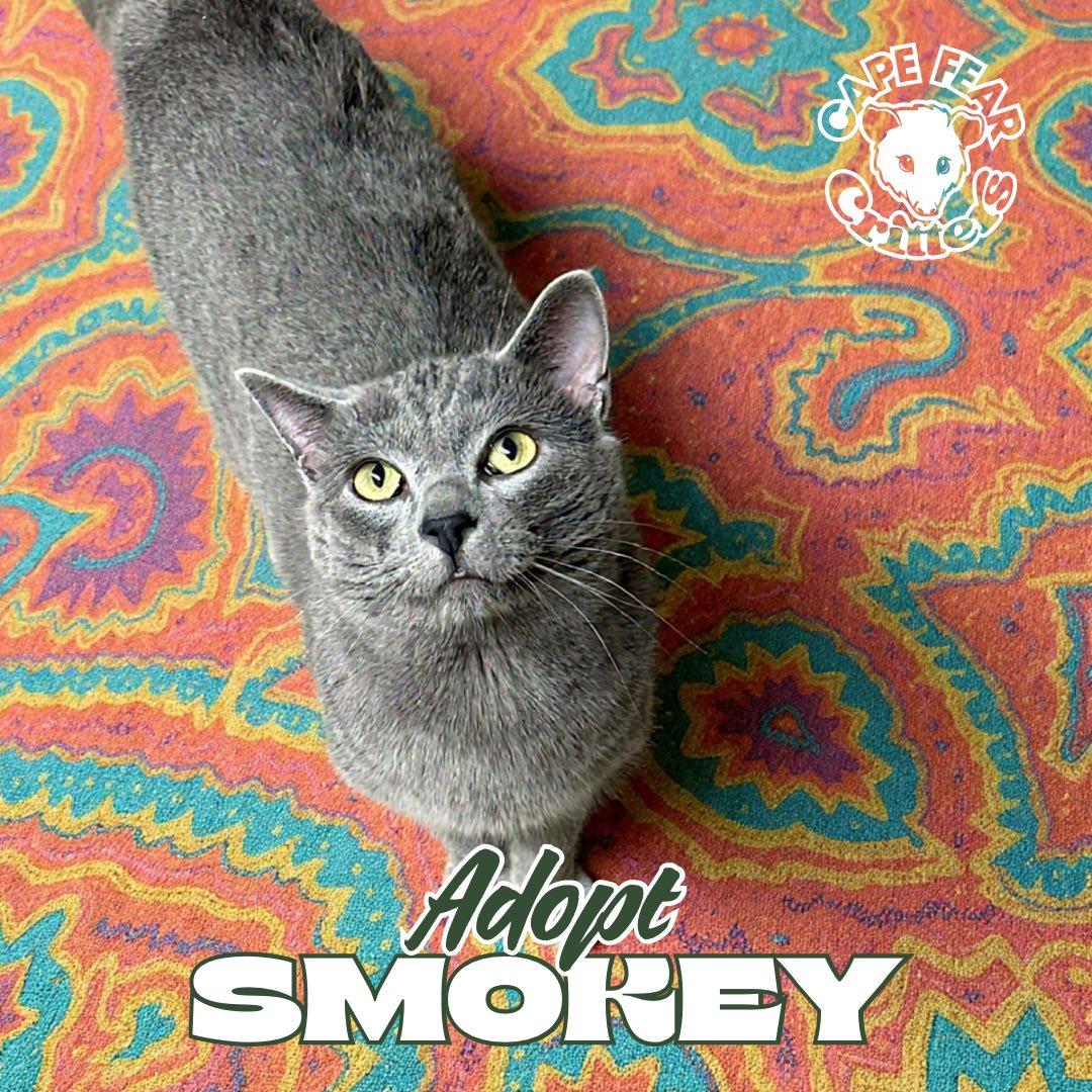 Smokey, an adopted Russian Blue in Wilmington, NC image 2/3