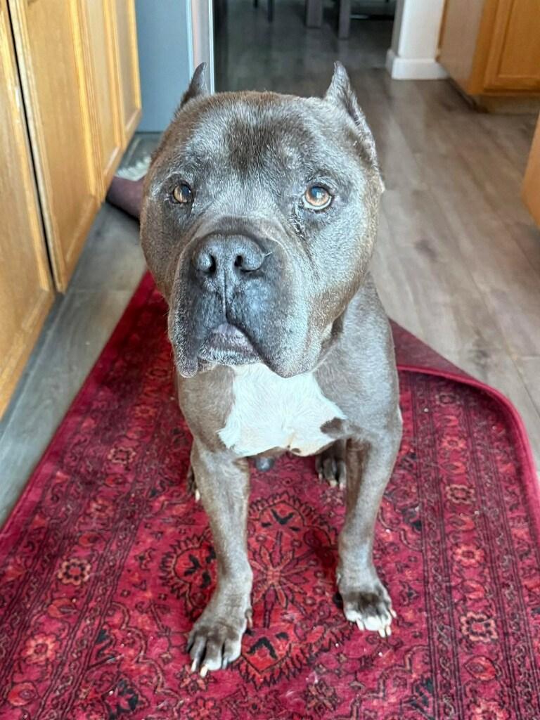 Rocky, a ADOPTABLE mixed breed in San Francisco, CA image 2/3
