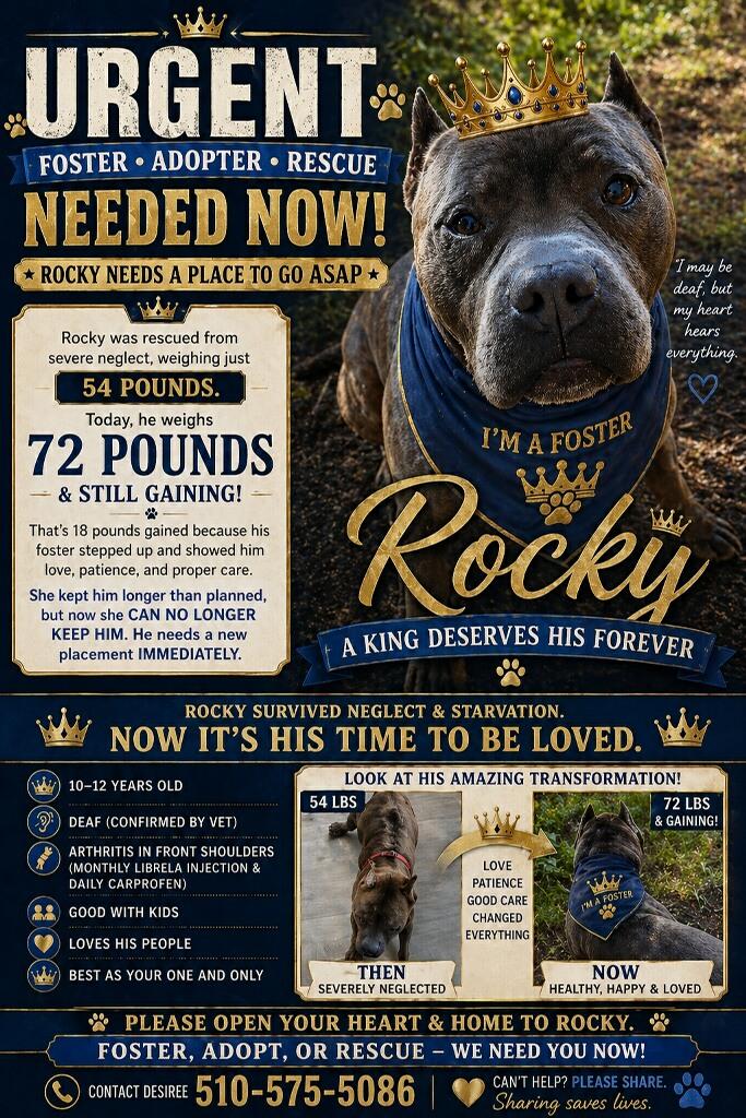 Rocky, a ADOPTABLE mixed breed in San Francisco, CA image 1/3
