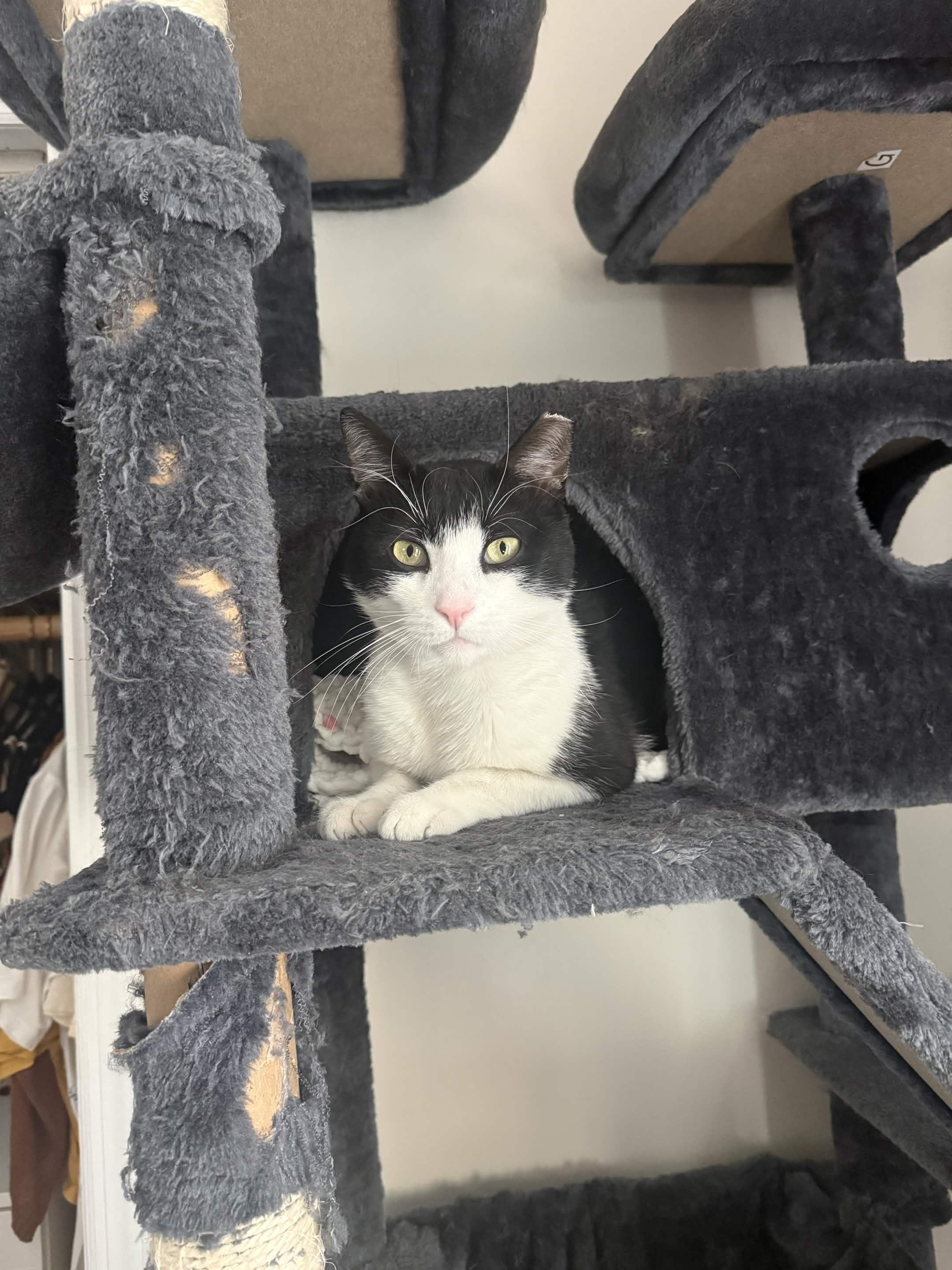 Ozzy Pawsborne, ADOPTABLE, Adult Male American Shorthair.