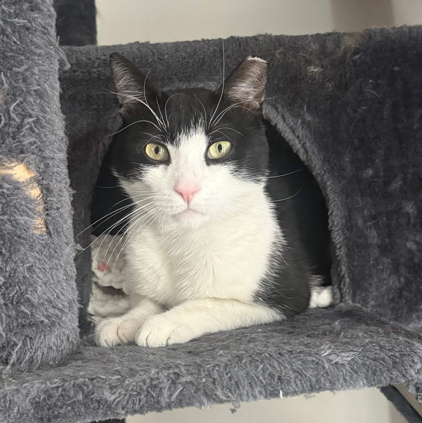 Enlarge Ozzy Pawsborne, a ADOPTABLE American Shorthair in Union City, NJ image 1/6