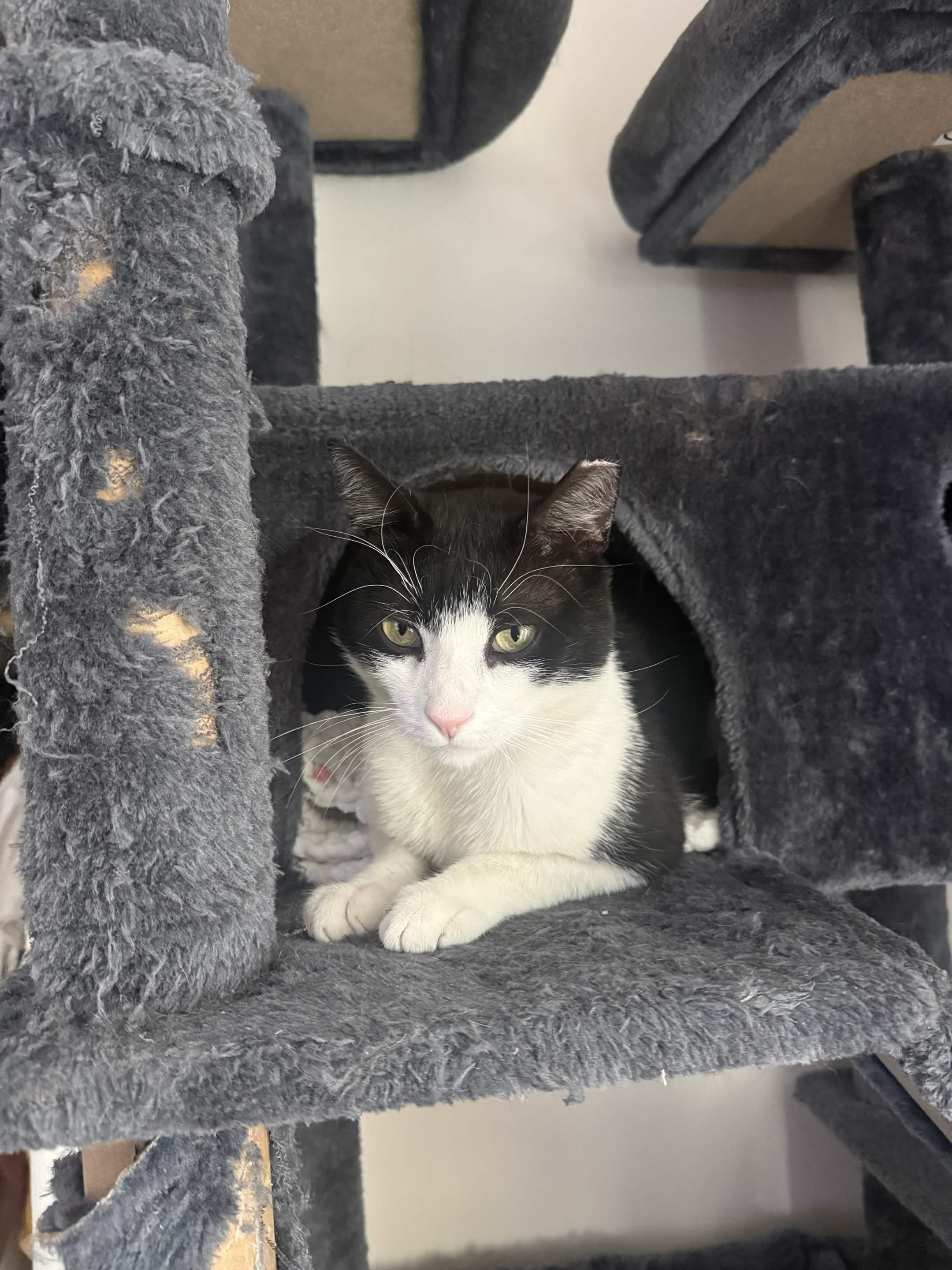 Ozzy Pawsborne, a ADOPTABLE American Shorthair in Florham Park, NJ image 5/6