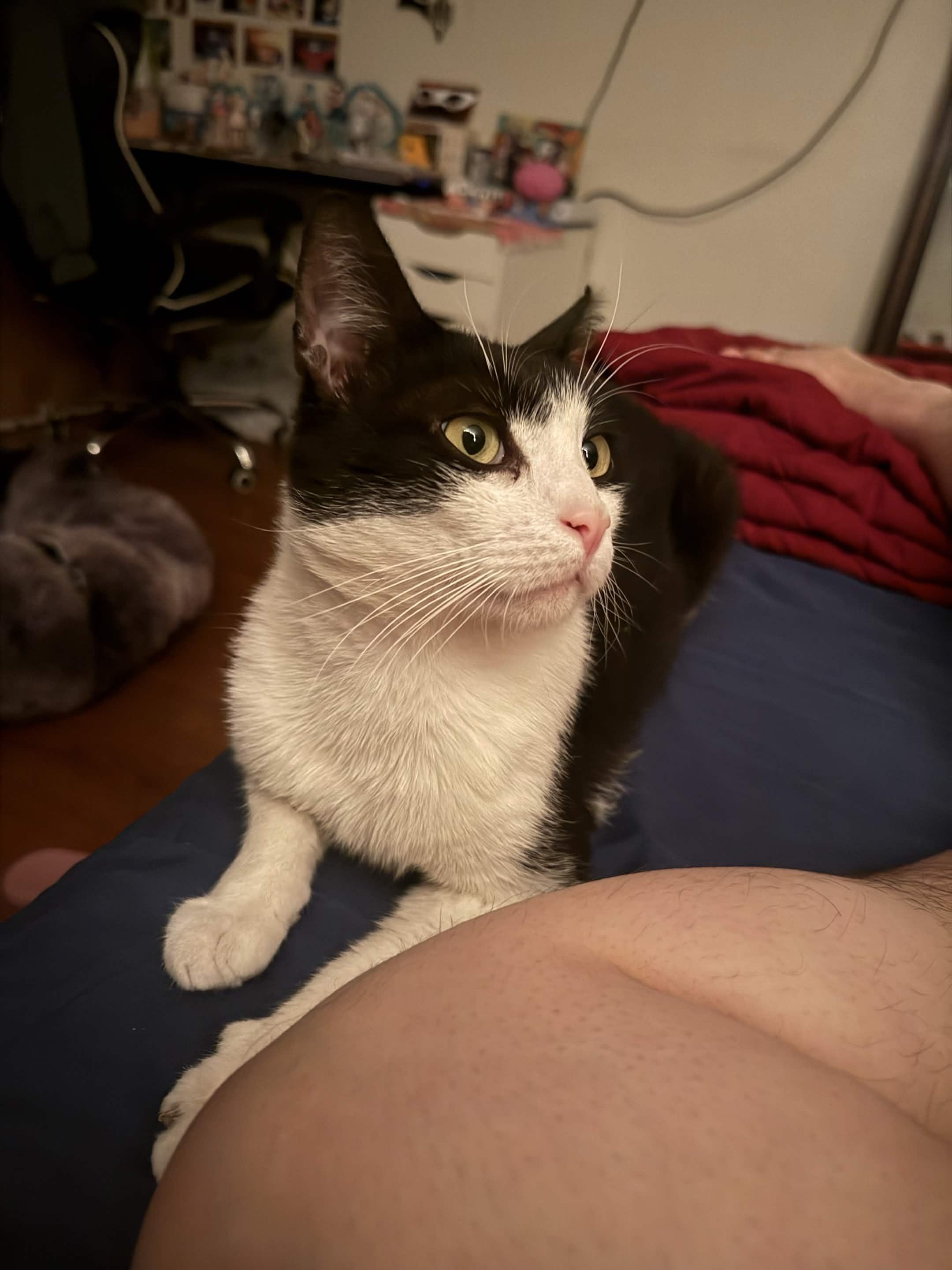 Ozzy Pawsborne, a ADOPTABLE American Shorthair in Florham Park, NJ image 4/6